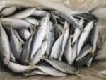 Frozen Fish - Image 2