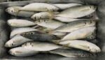 Fresh Fish - Gambar 3