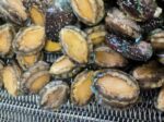 Fresh Abalone - Gambar 2