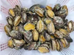 Fresh Abalone - Gambar 3