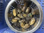 Fresh Abalone - Gambar 4