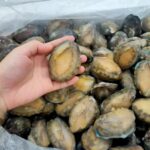 Frozen Abalone