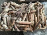 Frozen Squid
