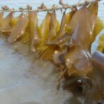 Kelp Seedlings / Young Kelp