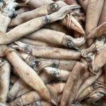 Fresh Squid