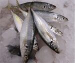 Frozen Fish