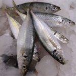 Frozen Fish