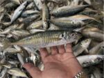 Fresh Fish - Gambar 2