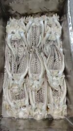 Fresh Squid - Image 3